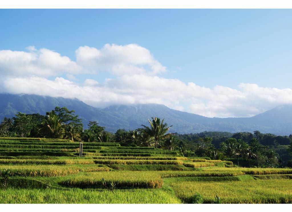 Hotel Ti Amo Bali Jatiluwih Pokoj fotografie